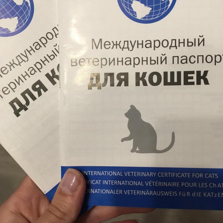 Ветеринарный паспорт для кошки: как получить, правильно заполнять и стоимость его оформления?