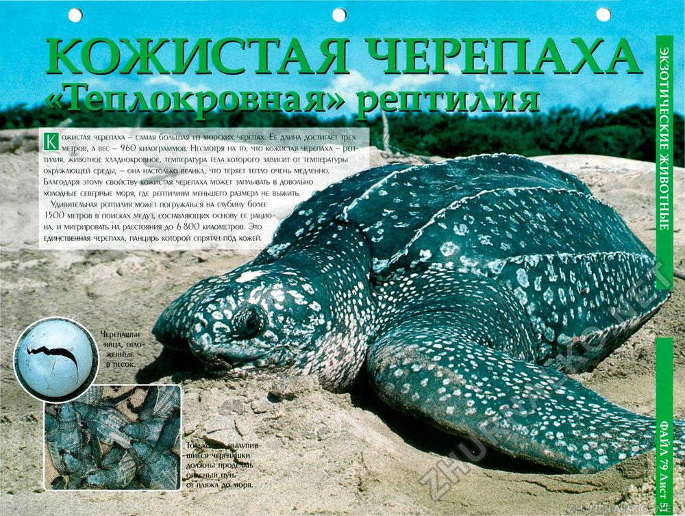 Черепаха - живой танк, особенности вида, образ жизни, размножение рептилий