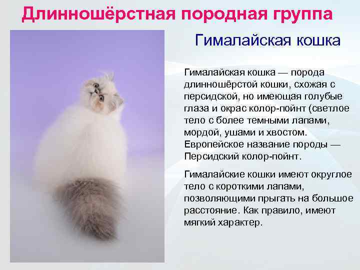 Сомалийская - порода кошек - информация и особенностях | хиллс