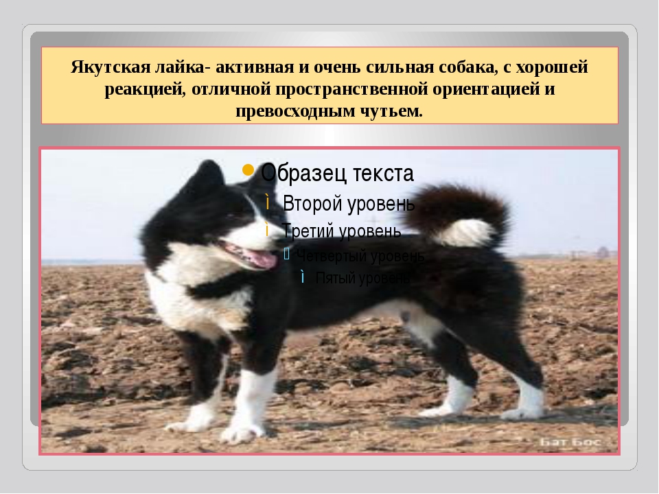 Якутская лайка: характеристика породы и описание с фото