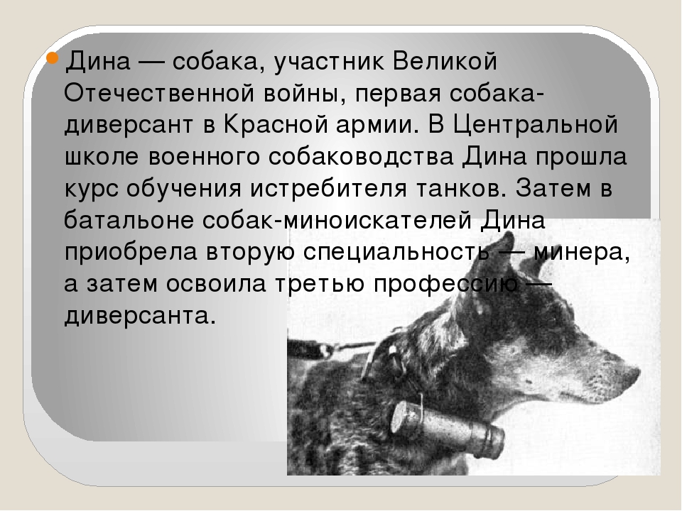 Конспект нод «подвиги собак в годы великой отечественной войны»