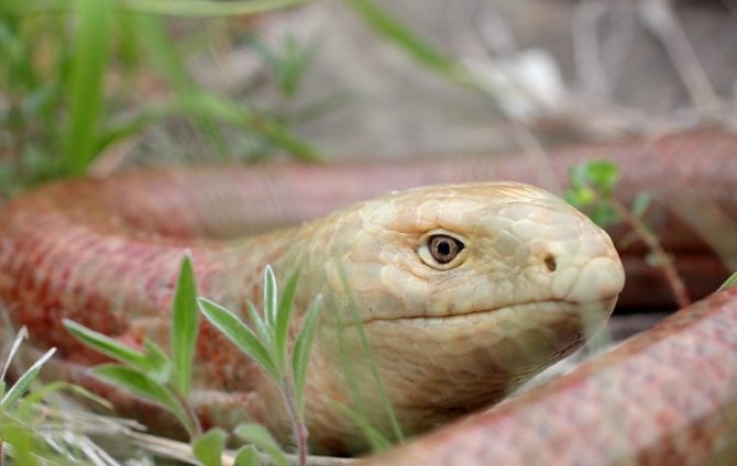 Веретеница: внешний вид безногой ящерицы и отличие от змеи, питание и содержание в домашних условиях, советы