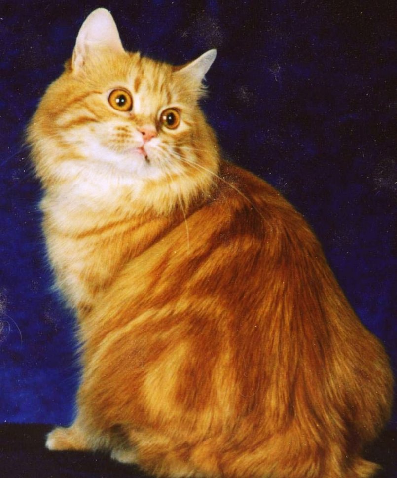 Сингапурская кошка (фото): описание внешности и характера сингапура, сколько живет, чем питается, как относится к человеку