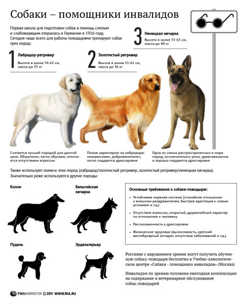 Японский хин: стандарт и описание породы, характер этих собак, особенности содержания и воспитания, цены на щенков, отзывы и фото