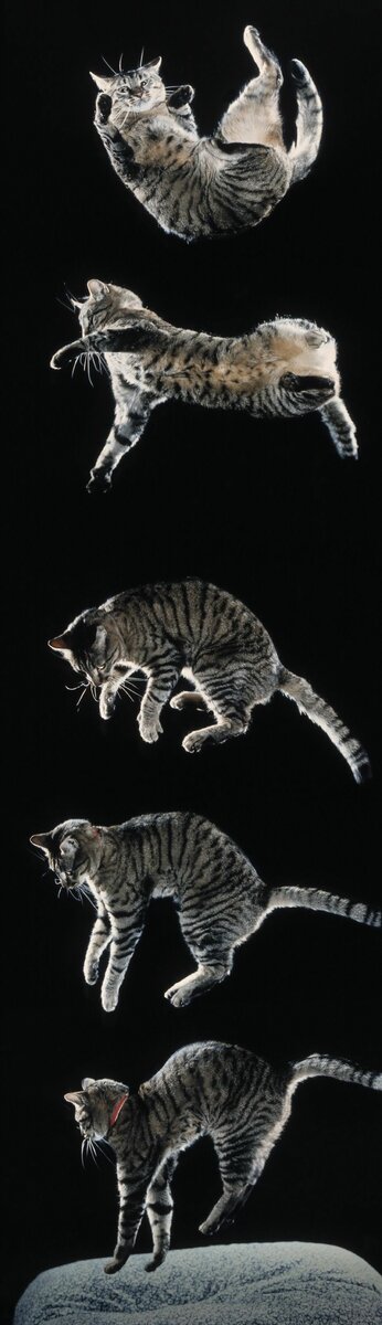 Загадка падающей кошки: почему усатые и хвостатые всегда приземляются на четыре лапы?