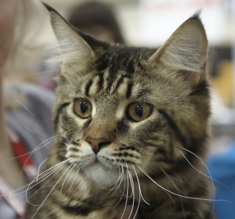 Породы кошек с кисточками на ушах (фотографии и описание)