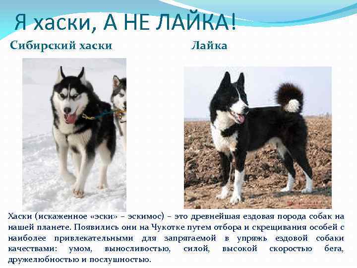 Сибирский хаски – надёжный друг с весёлым характером и крепким здоровьем