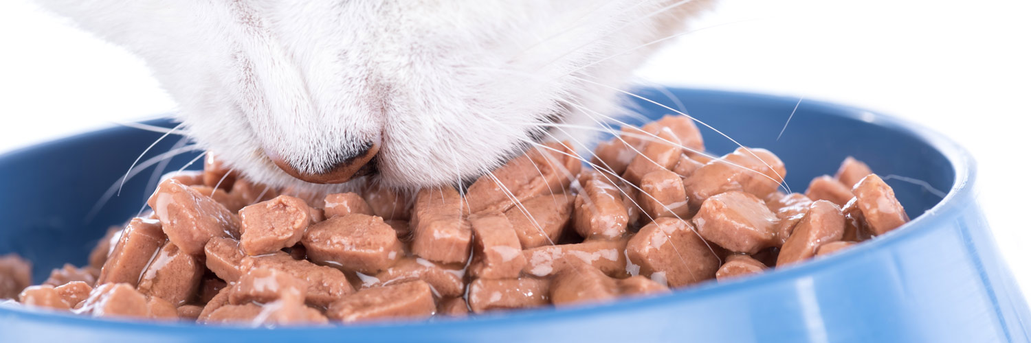 Разрешается ли кушать сухие и жидкие кошачьи корма людям: чем опасно