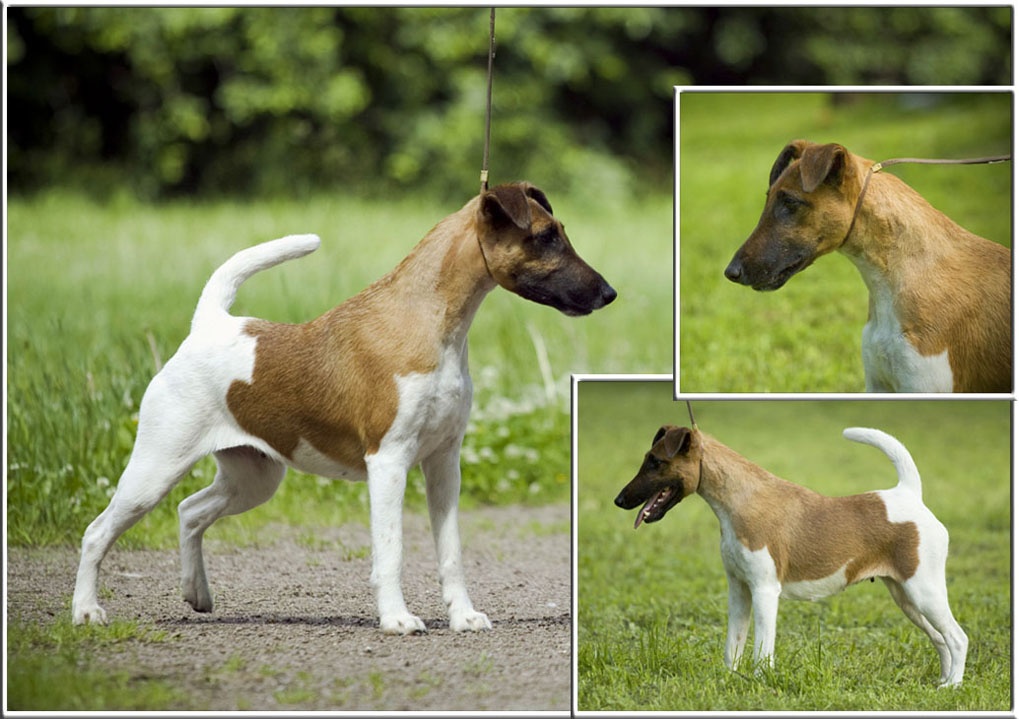 Фокстерьер: описание породы собак с фото и видео