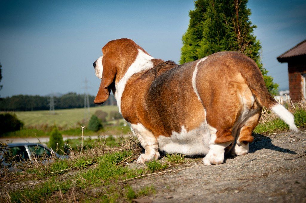 Самые жирные породы собак