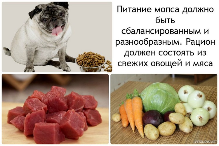 Чем кормить мопса: правила кормления, что любит собака этой породы, чем его можно кормить в домашних условиях