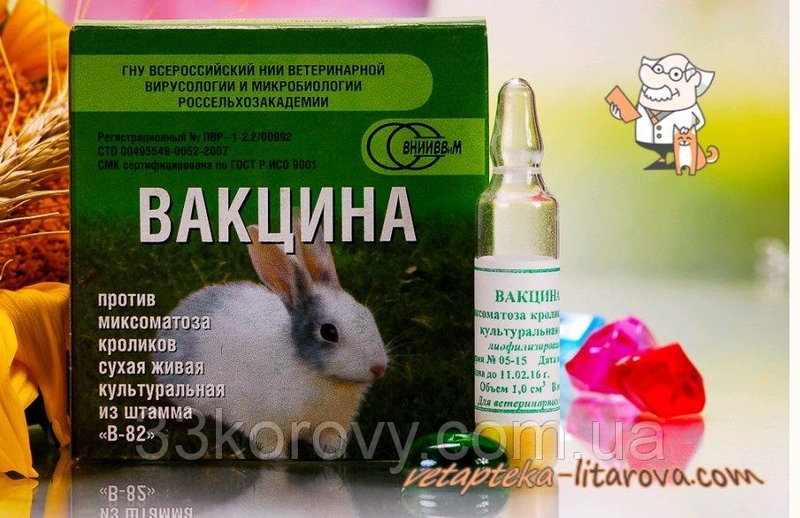 Вакцина для кроликов: разновидности и способы вакцинации