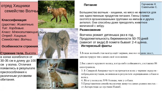Китайская кошка или гобийская серая кошка — фото, описание породы, обитание, питание, размножение