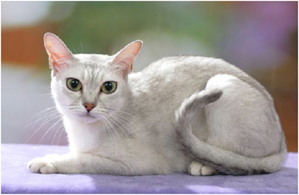 Кошки шартрез: информация и характерные особенности