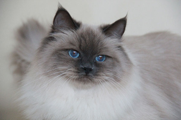 Невская маскарадная кошка: фото, цены, описание породы, характер, видео, питомники