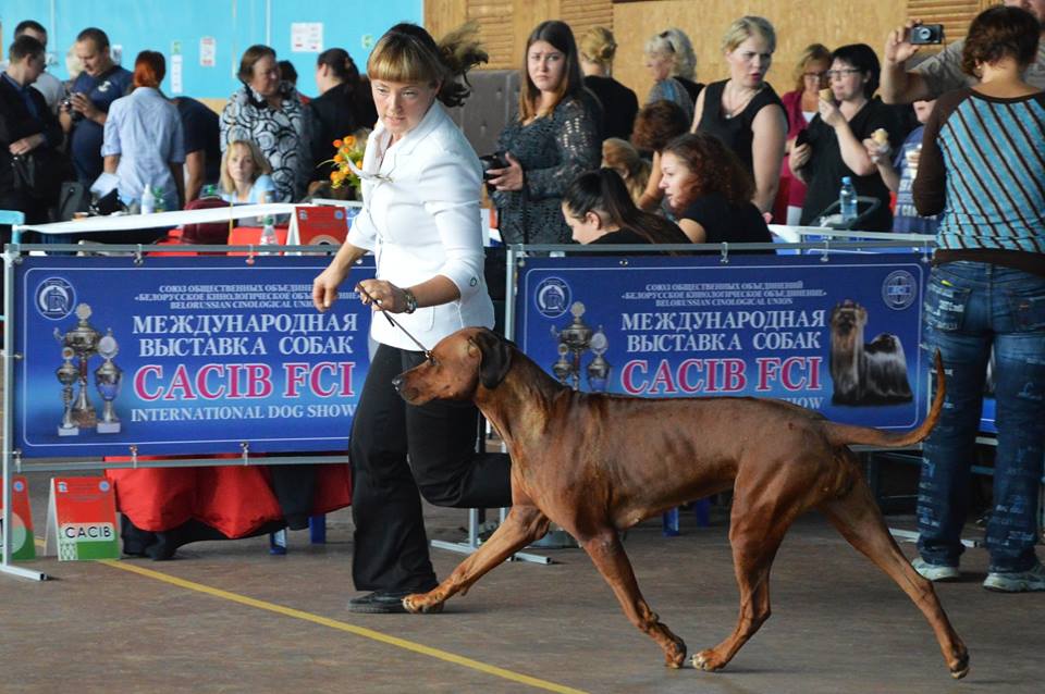 Международная выставка собак ранга cacib-iku г. москва «континент союз 2021»