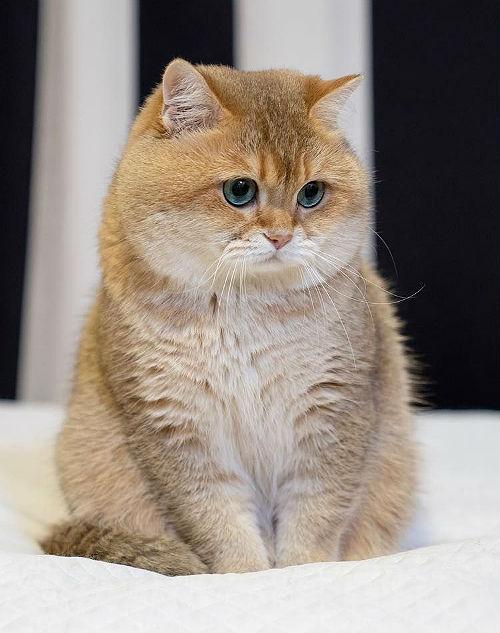 Золотая шиншилла кошка. описание, уход и цена породы золотая шиншилла | животный мир