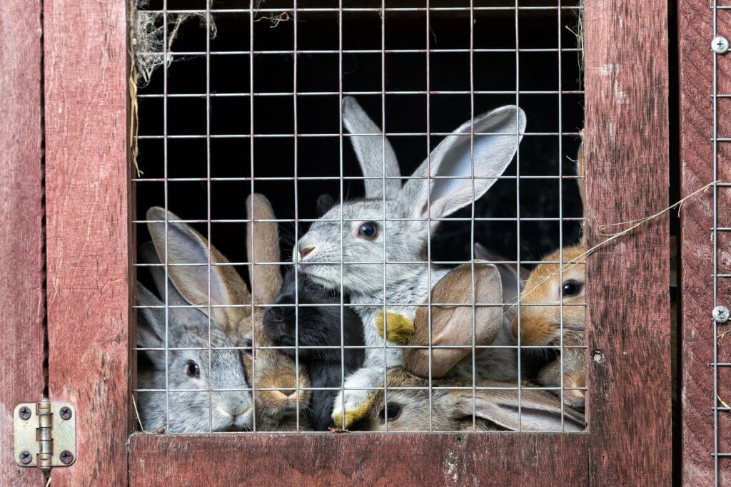 Разведение декоративных кроликов: особенности содержания и ухода