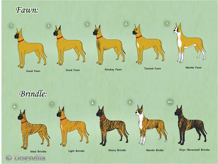 Породы собак: все собаки от а до я — список по алфавиту