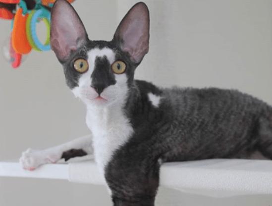 Кошки с большими ушами: породы