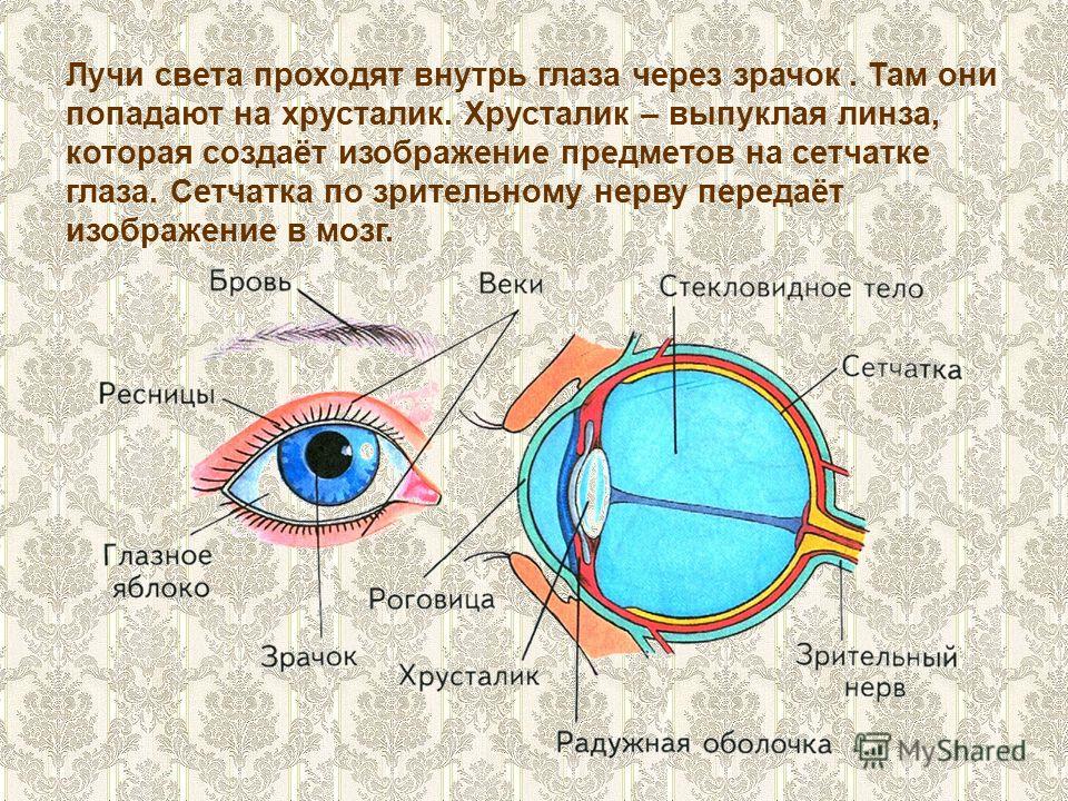 Принцип работы хрусталика 8 класс биология. Части глаза человека. Строение человеческого глаза. Строение глаза внутри. Орган зрения схема.