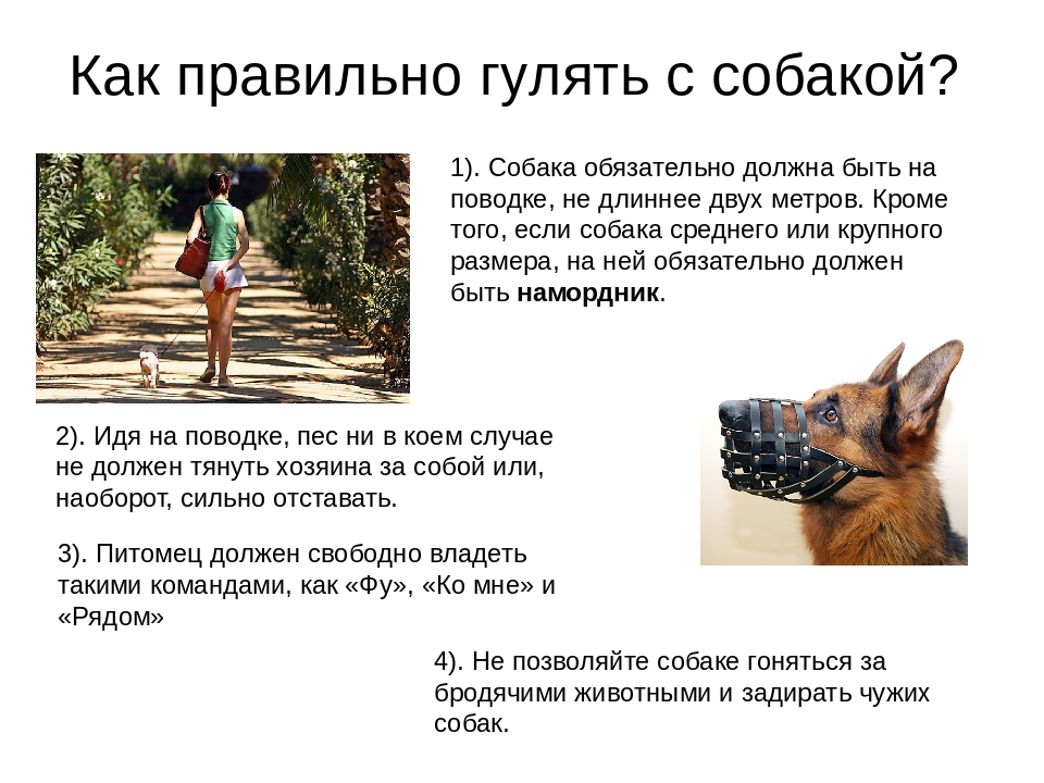 Как правильно погулять. Сколько гулять с собакой в день. Сколько времени нужно гулять с собакой. Как правильно выливать собаку. Сколько нужно гулять с щенком.