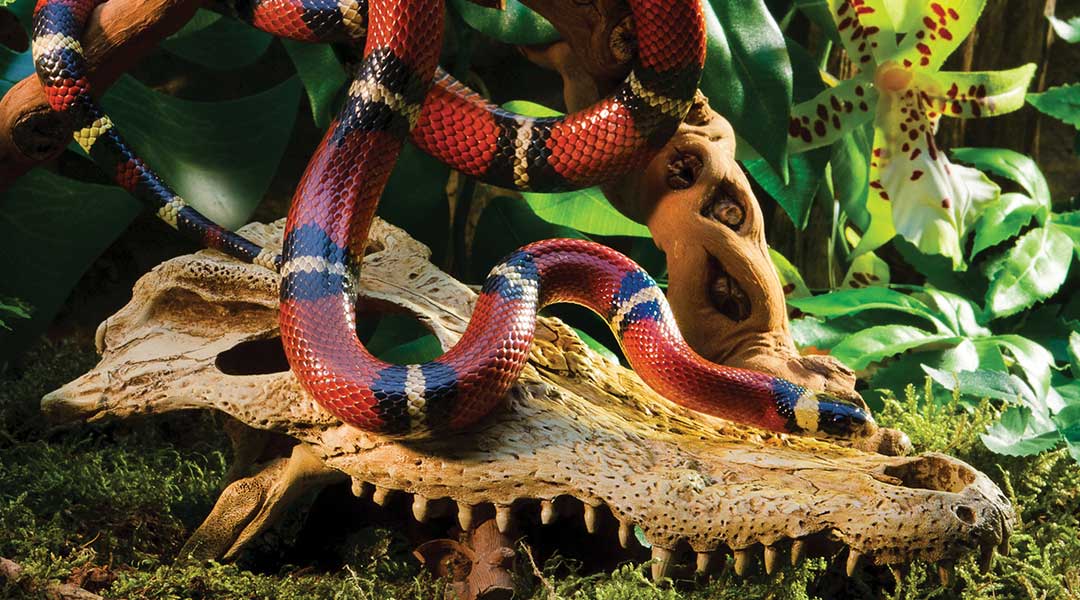 Молочная змея синалойская (lampropeltis triangulum sinaloae)- купить в интернет-зоомагазине планета экзотики