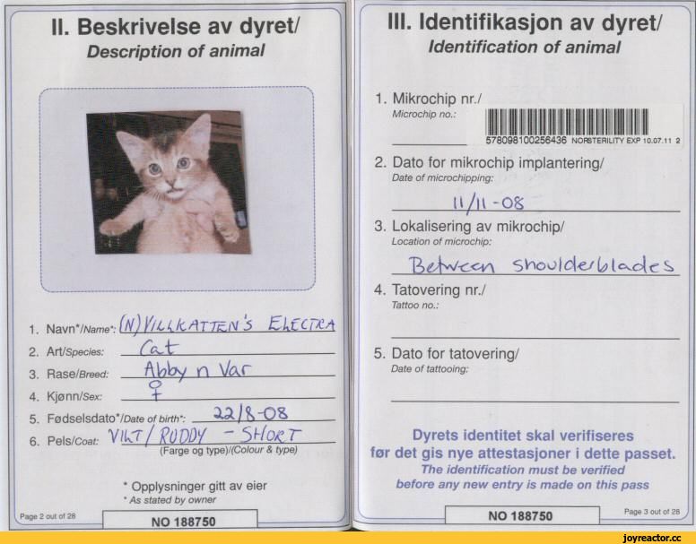 Паспорт для кота – что нужно для оформления и получения документа?