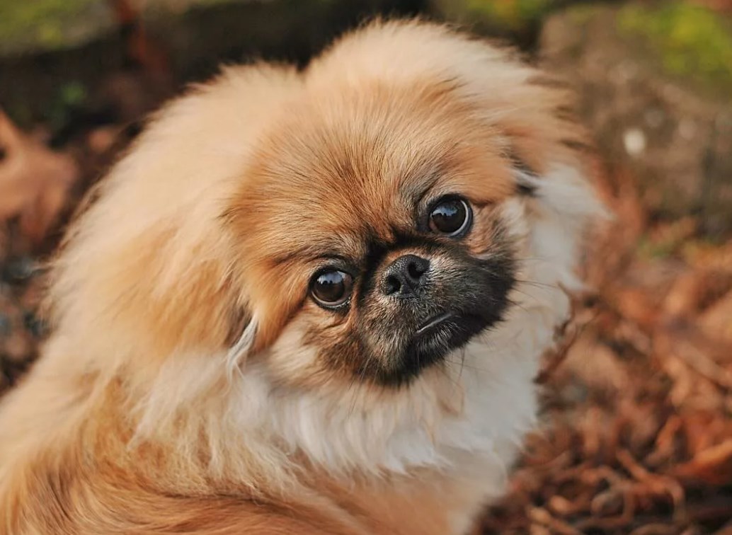 Пекинес: порода собак, описание, сколько живут, как выглядит, цена, королевский, белый, черный