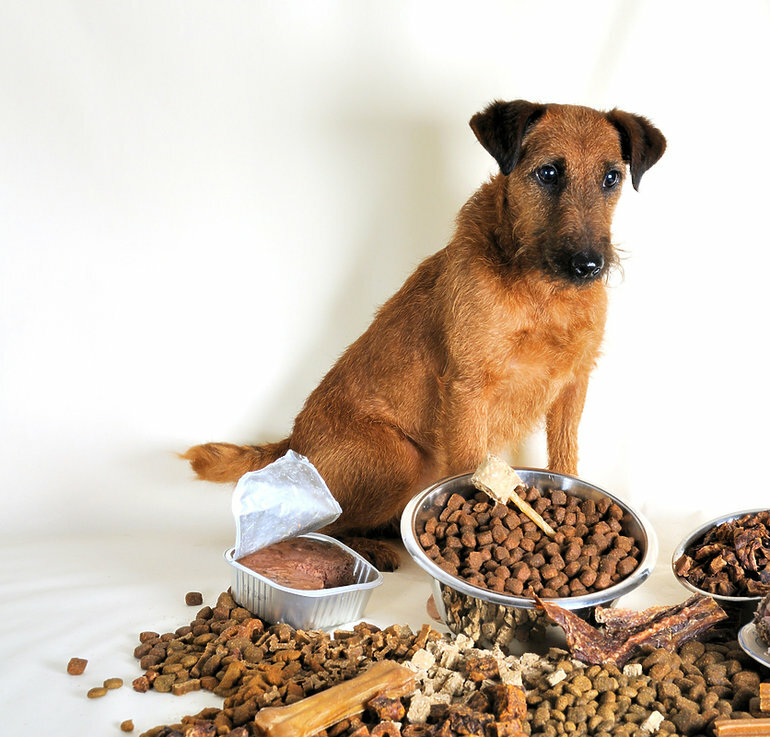 Чем кормить собаку (натуральное питание) | ветеринария и зоотехния