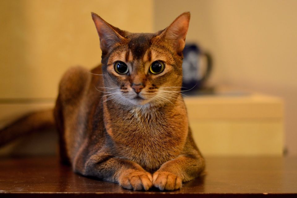 20 самых красивых пород кошек в мире: фото