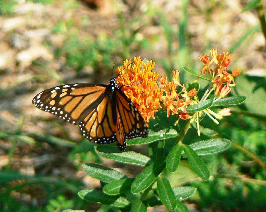 Бабочка монарх: характеристика, среда обитания, жизненный цикл - наука