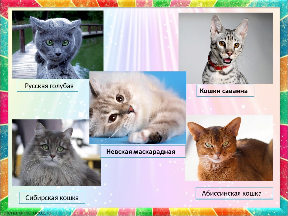 Сибирская кошка фото, описание породы, цена котят, отзывы владельцев