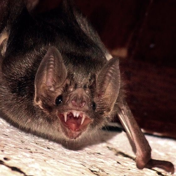 Белокрылая летучая мышь-вампир - white-winged vampire bat - abcdef.wiki