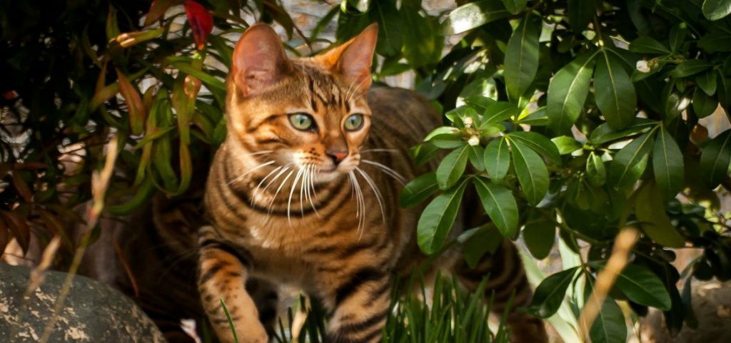 Мэнкс (мэнская кошка): описание внешности и характера, фото, цена котят. узнайте все о породе от а до я здесь!