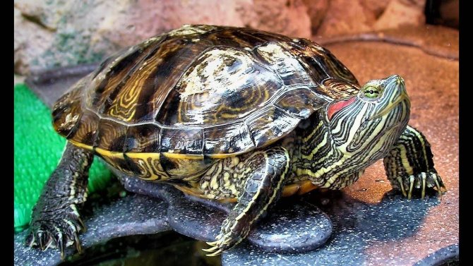 Красноухая черепаха: содержание и уход в аквариуме и террариуме