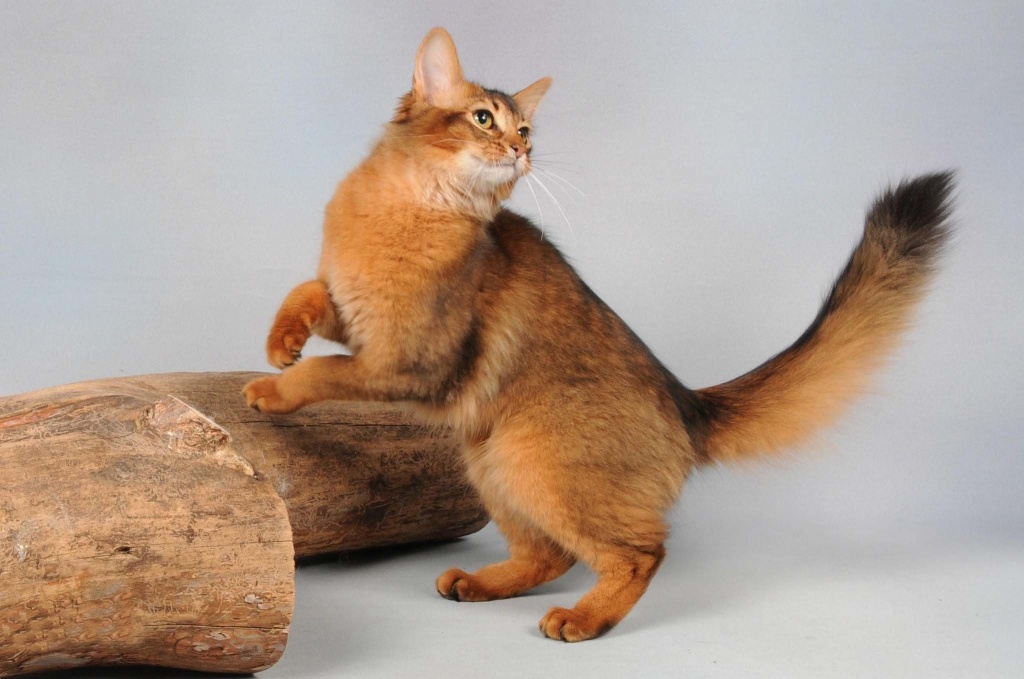 Сомалийская кошка: характеристика породы