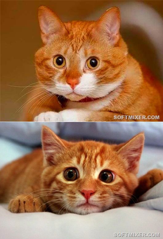 Трехцветные кошки приносят счастье: интересные факты и приметы - досуг