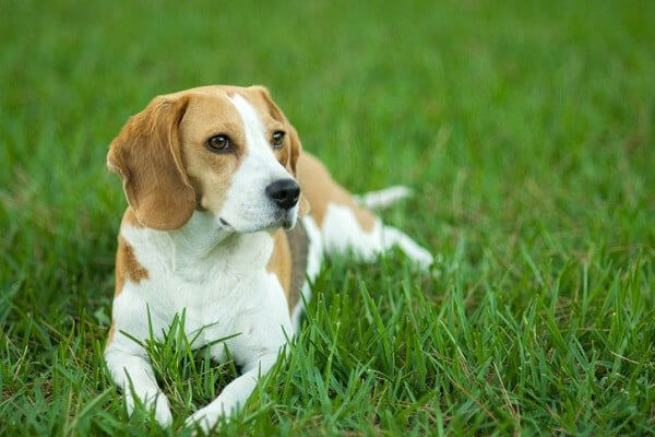 Порода собак бигль: описание, характеристика, характер, фото, видео.