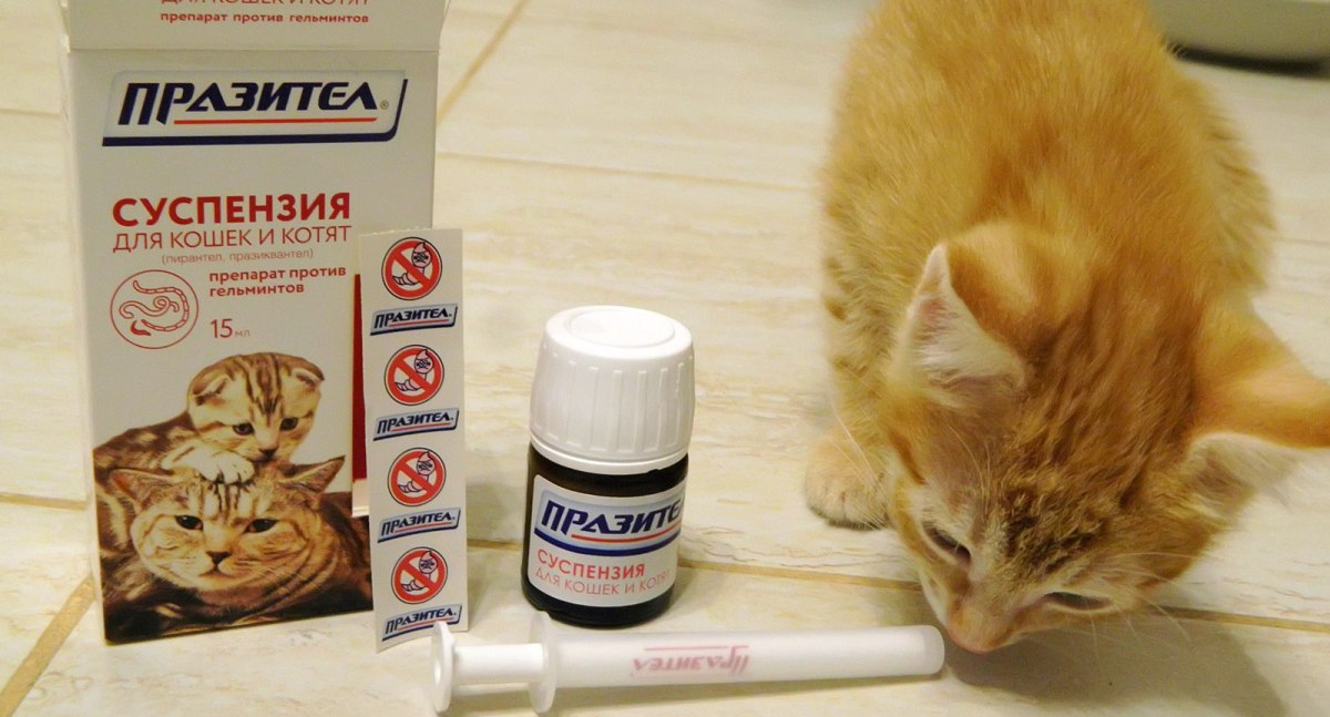 Глисты у беременной кошки: симптомы, лечение, аптечные препараты