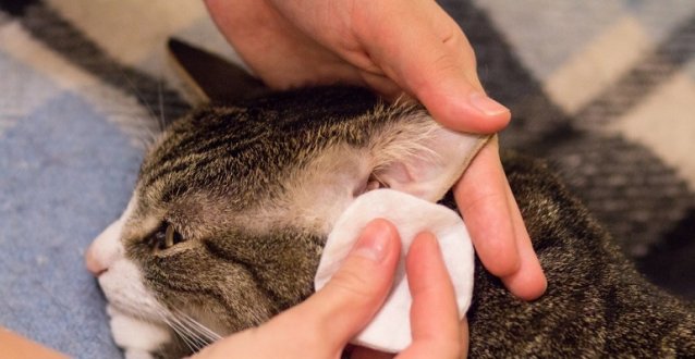 Что такое ринит у кошек и как его лечить