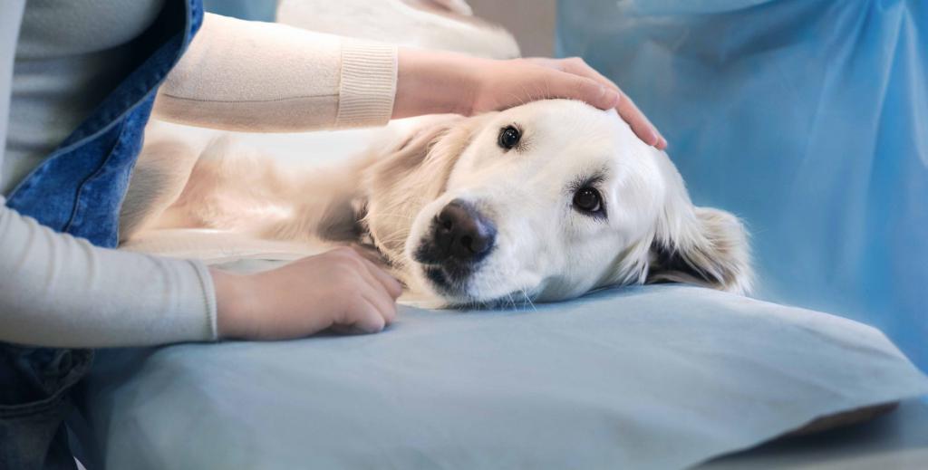 Собака после стерилизации: особенности ухода и ответы на главные вопросы