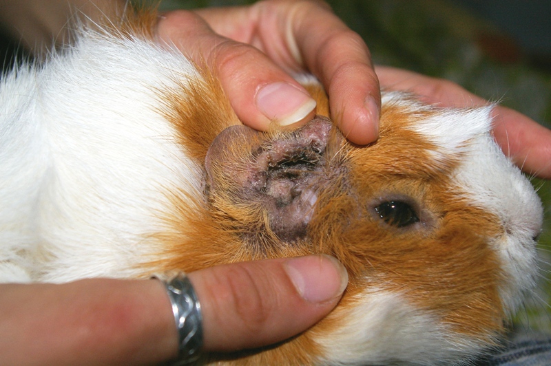 Причины и способы лечения поноса у морской свинки | блог ветклиники "беланта"