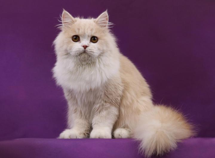 Шотландская прямоухая кошка фото, цена котят, описание породы, отзывы