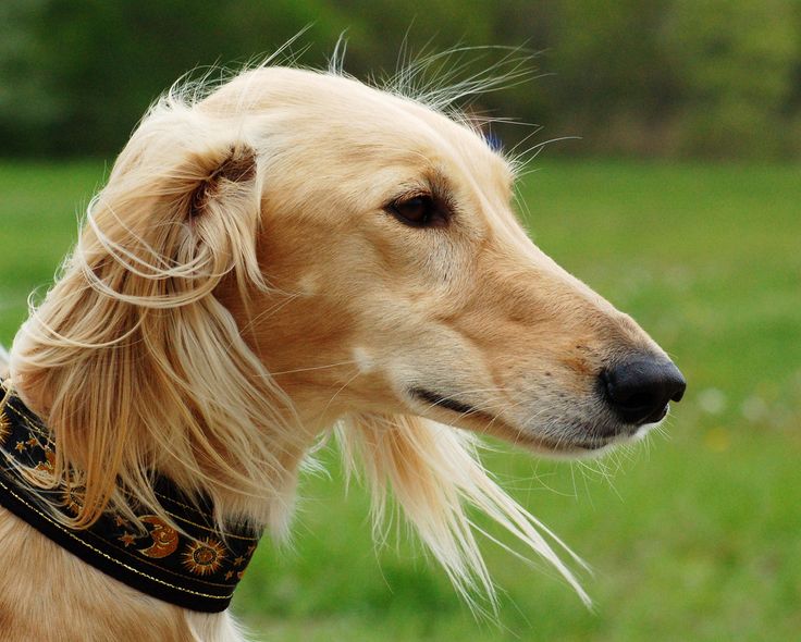 Салюки - порода собак, описание, характеристики, фотографии