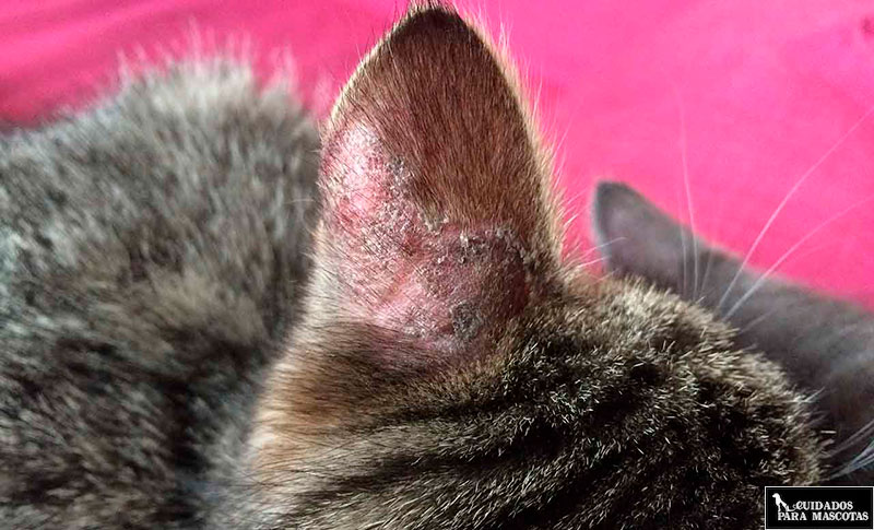 Стригущий лишай у кошек фото признаки и лечение в домашних условиях (мокнущий и розовый лишай)