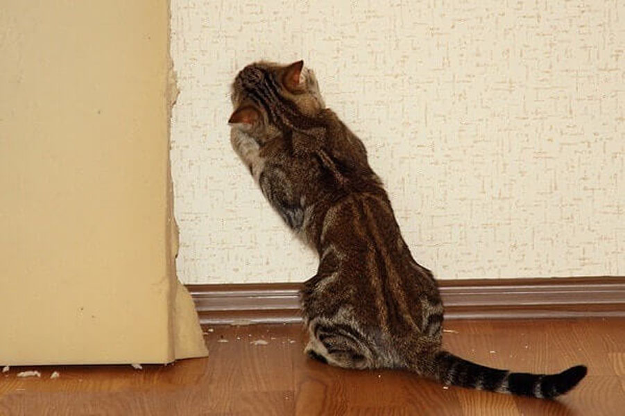 Как отучить кота драть обои? что делать, если кошка царапает стены? как защитить обои от котят?