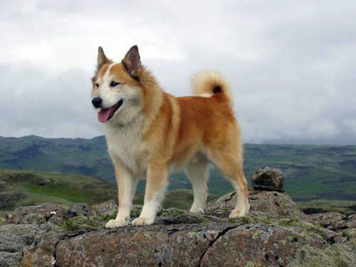 Описание породы исландская собака с отзывами владельцев и фото