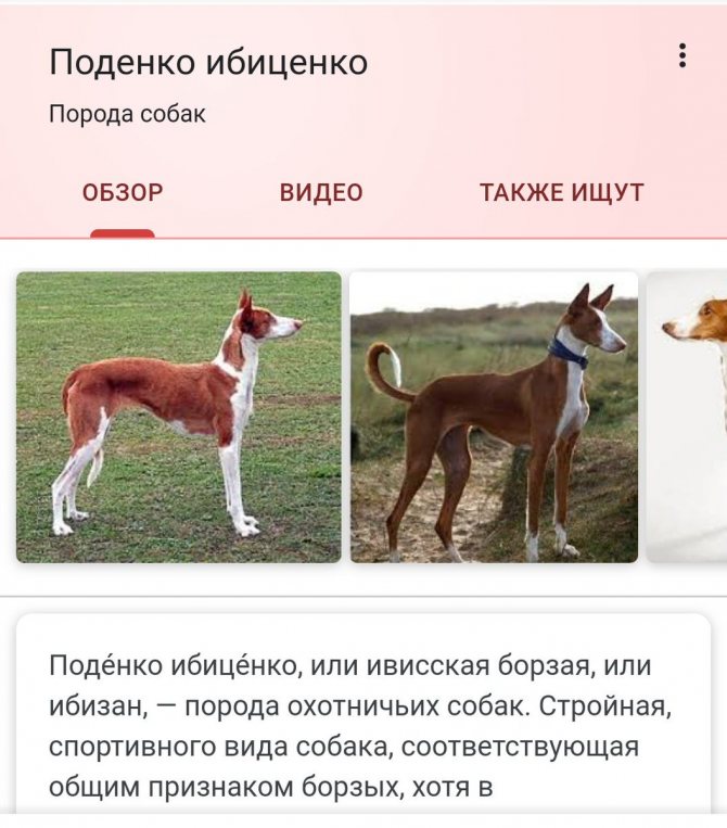 Поденко ибиценко — описание породы собак