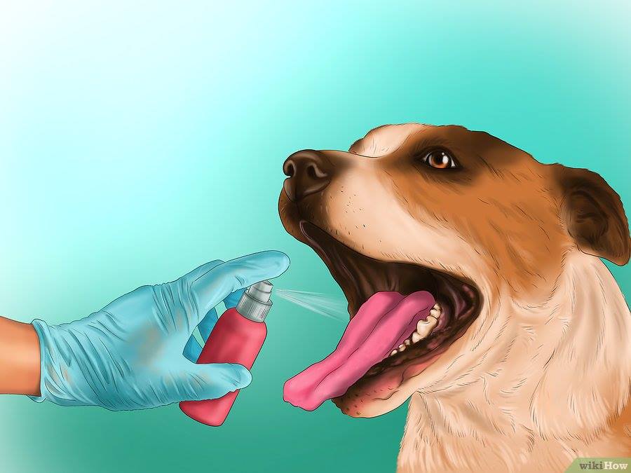 Почему у собаки пахнет изо. Зубной камень на зубах у собаки. Зубной спрей удаляет зубной налет собаке.